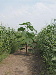 Trees in Corn